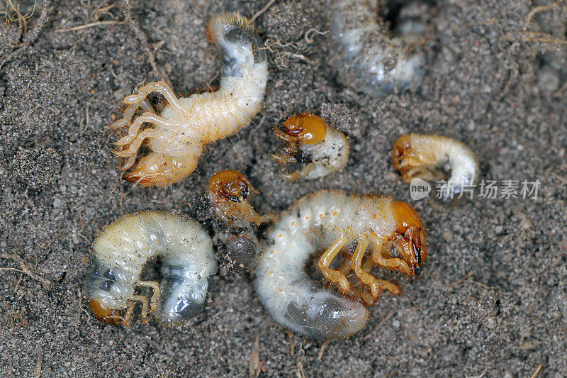 五月甲虫、金鸡花或五月虫(Melolontha Melolontha)的幼虫。蛴螬是植物的重要害虫。